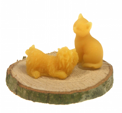 Samen spelen, hond en kat